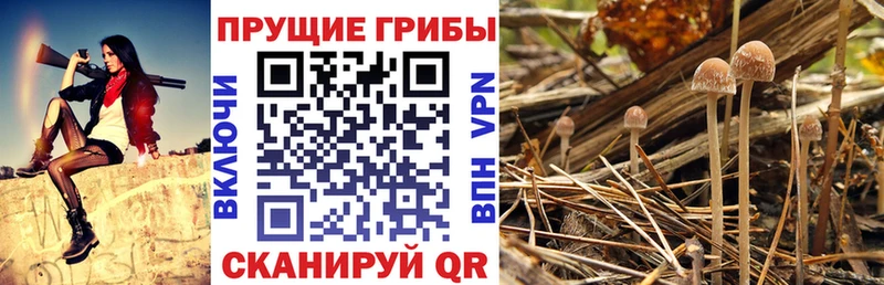 Псилоцибиновые грибы Psilocybine cubensis  Железноводск 